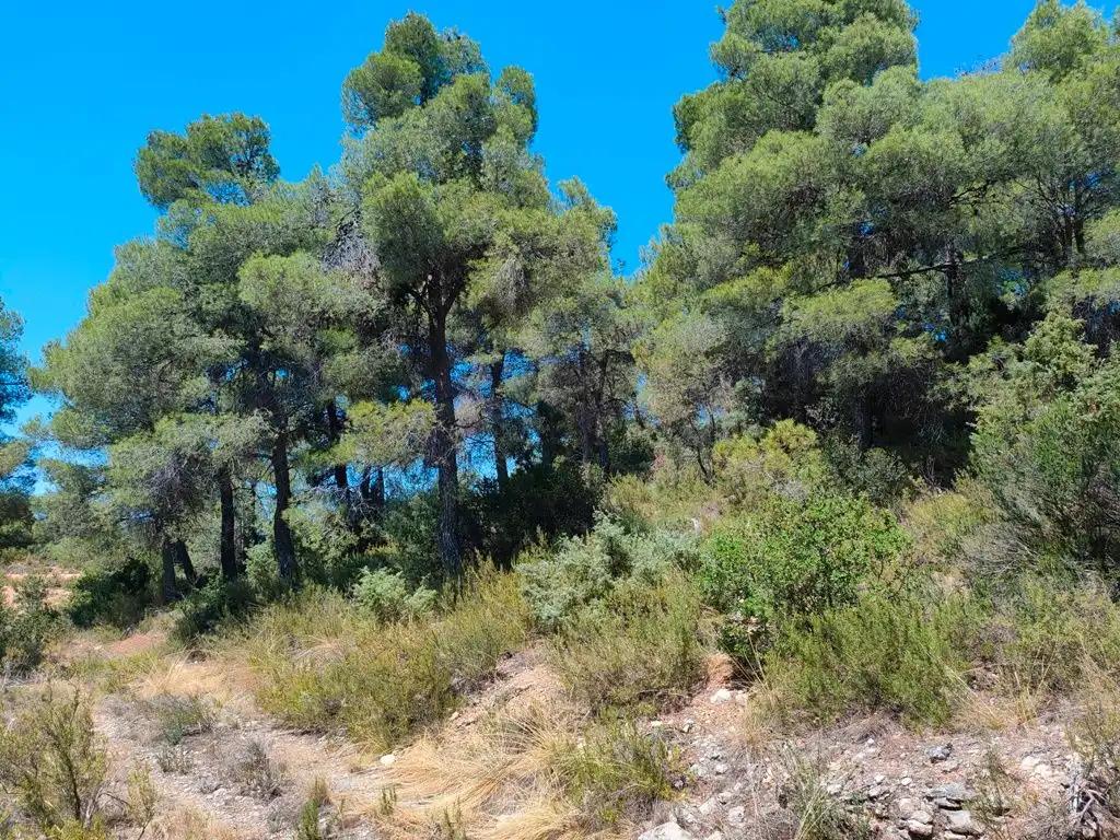 Finca en Venta en Valderrobres