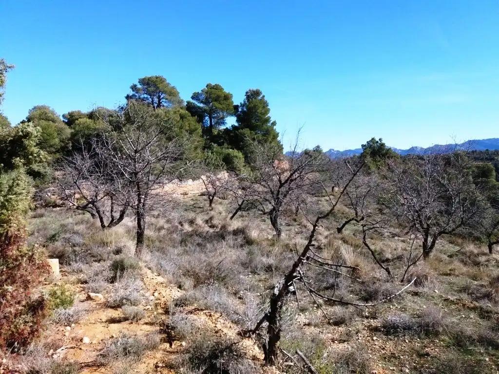 Finca en Venta en Valderrobres