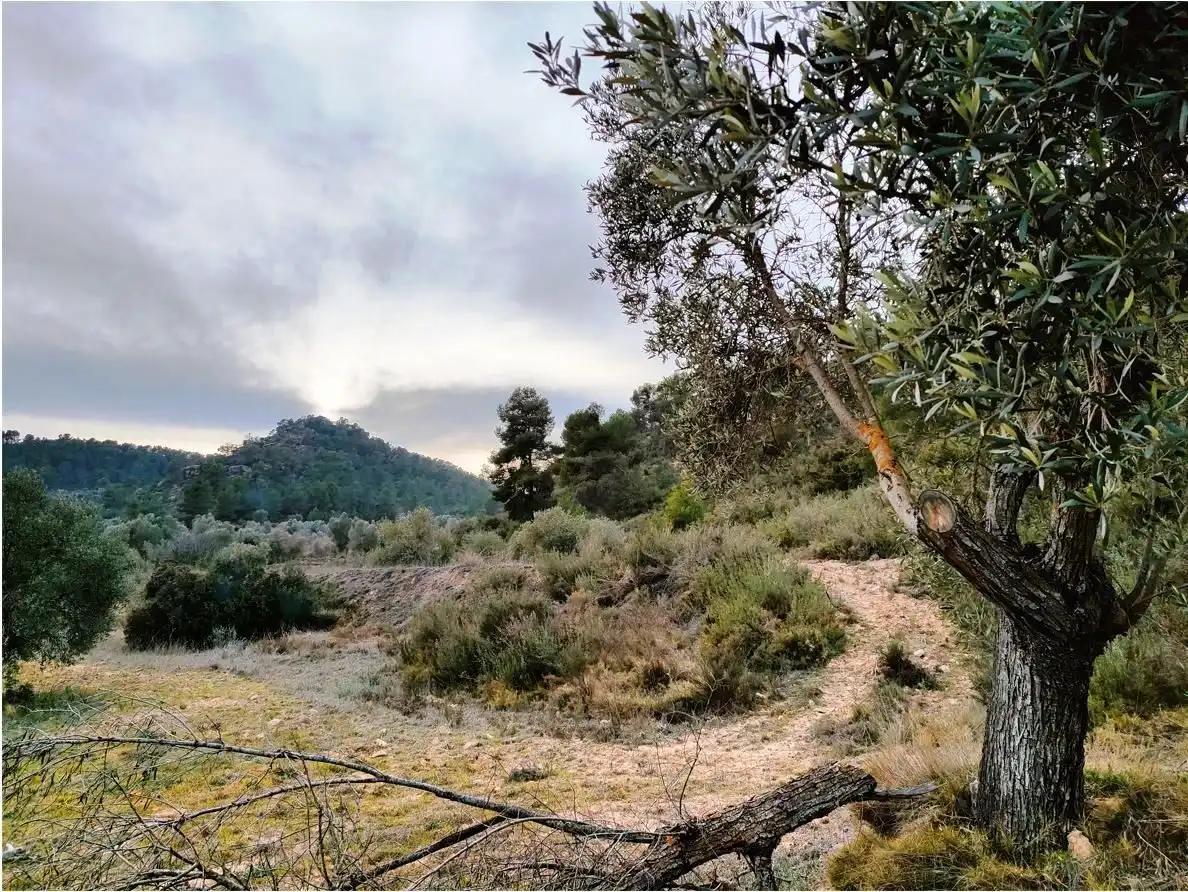Finca en Venta en Calaceite