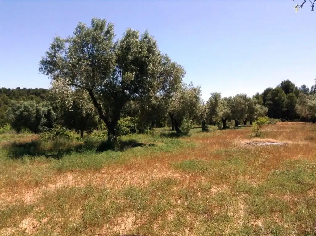 Finca en Venta en Arens de Lledó