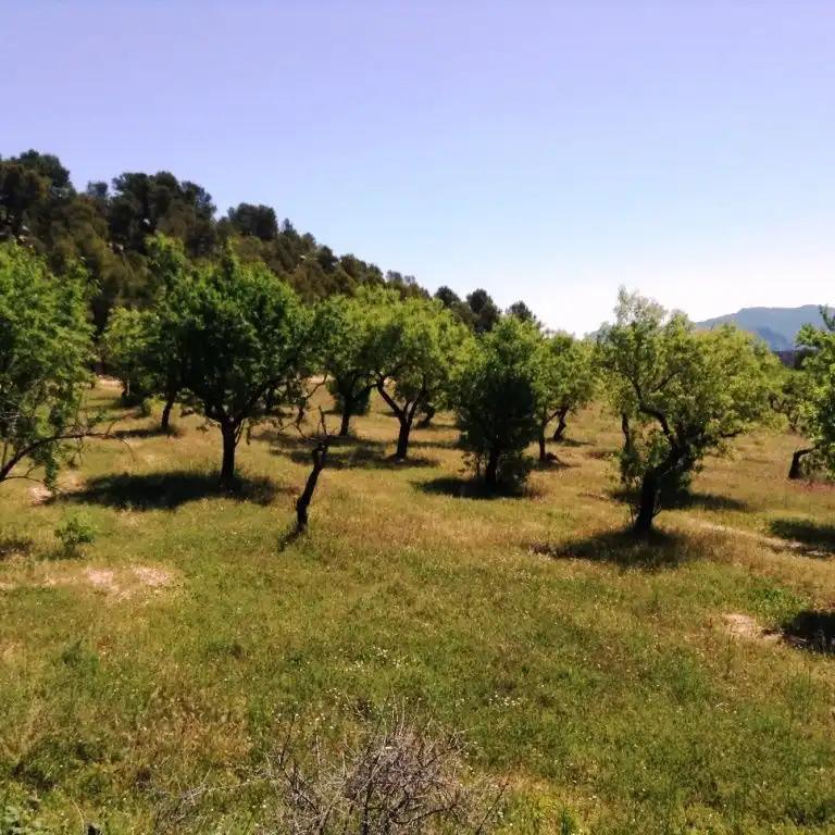 Finca en Venta en Arens de Lledó