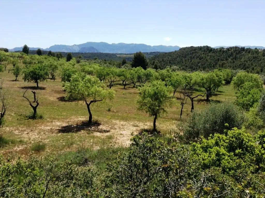 Finca en Venta en Arens de Lledó
