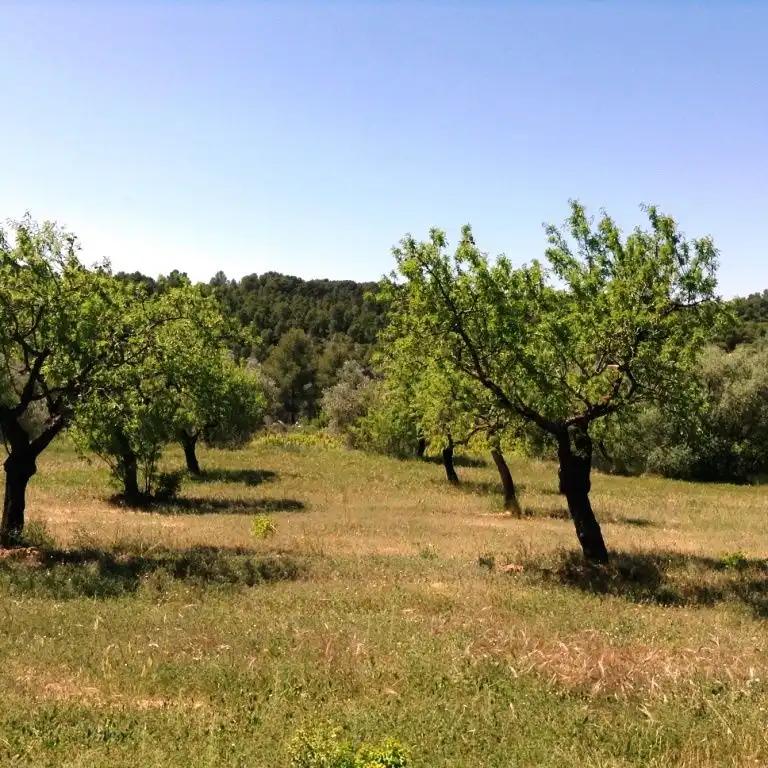 Finca en Venta en Arens de Lledó