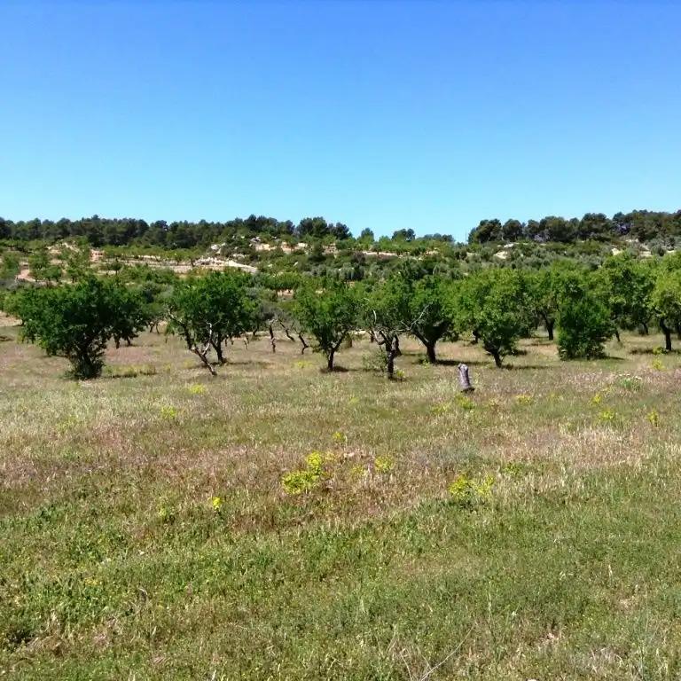 Finca en Venta en Arens de Lledó