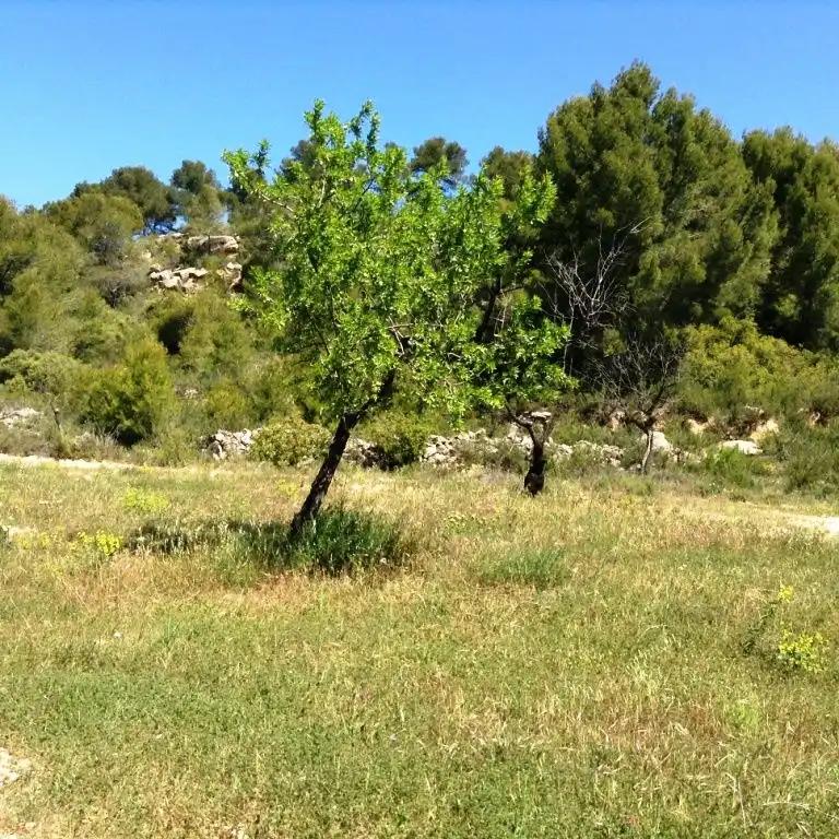 Finca en Venta en Arens de Lledó