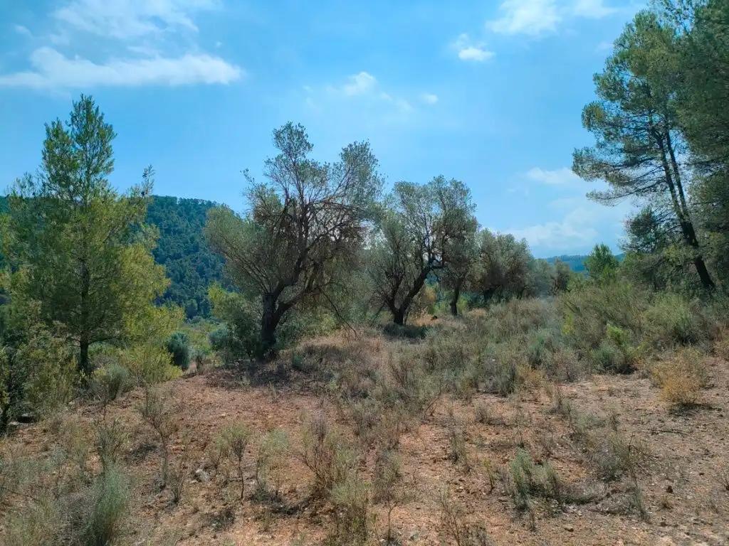 Finca en Venta en Arens de Lledó