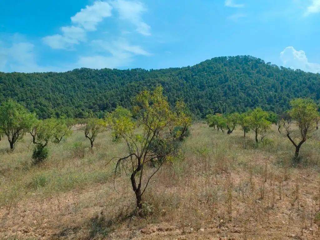 Finca en Venta en Arens de Lledó