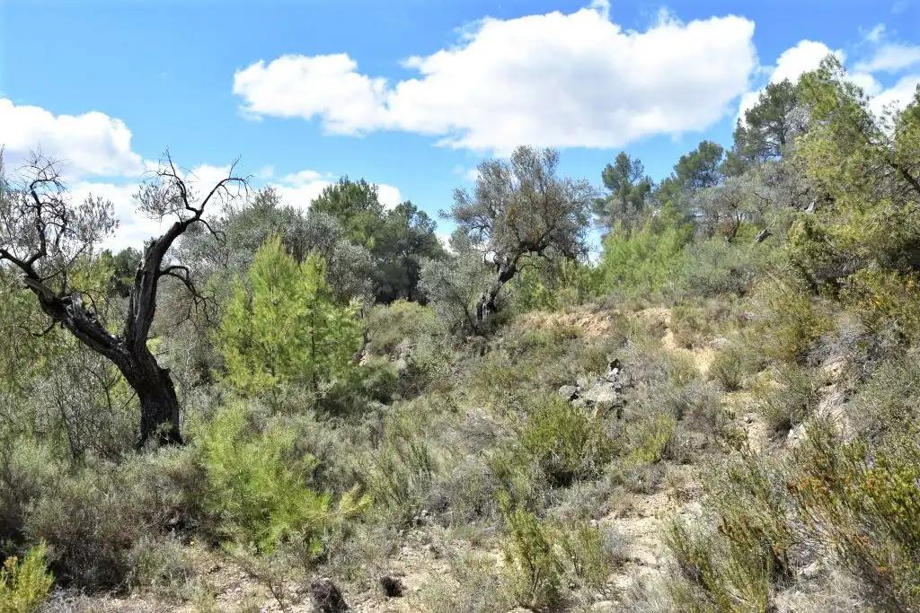Finca en Venta en Arens de Lledó