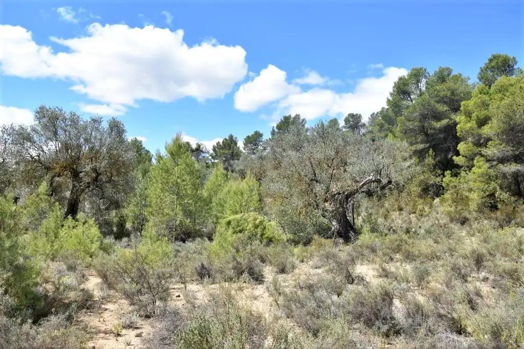 Finca en Venta en Arens de Lledó