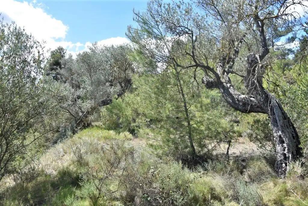 Finca en Venta en Arens de Lledó