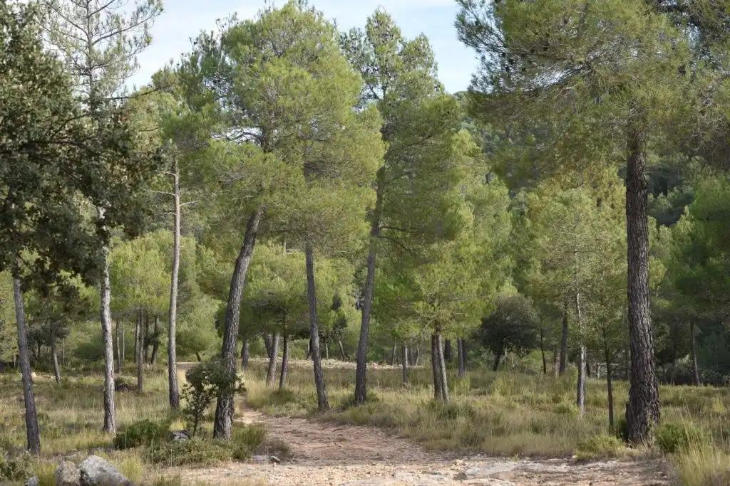 Finca en Venta en La Cerollera