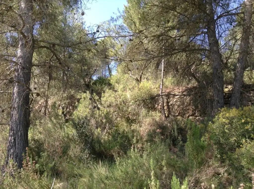 Finca en Venta en Arens de Lledó