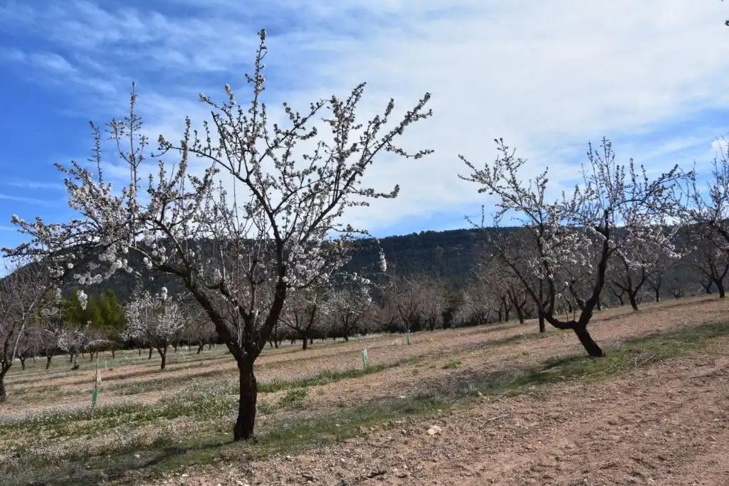 Finca en Venta en Fuentespalda