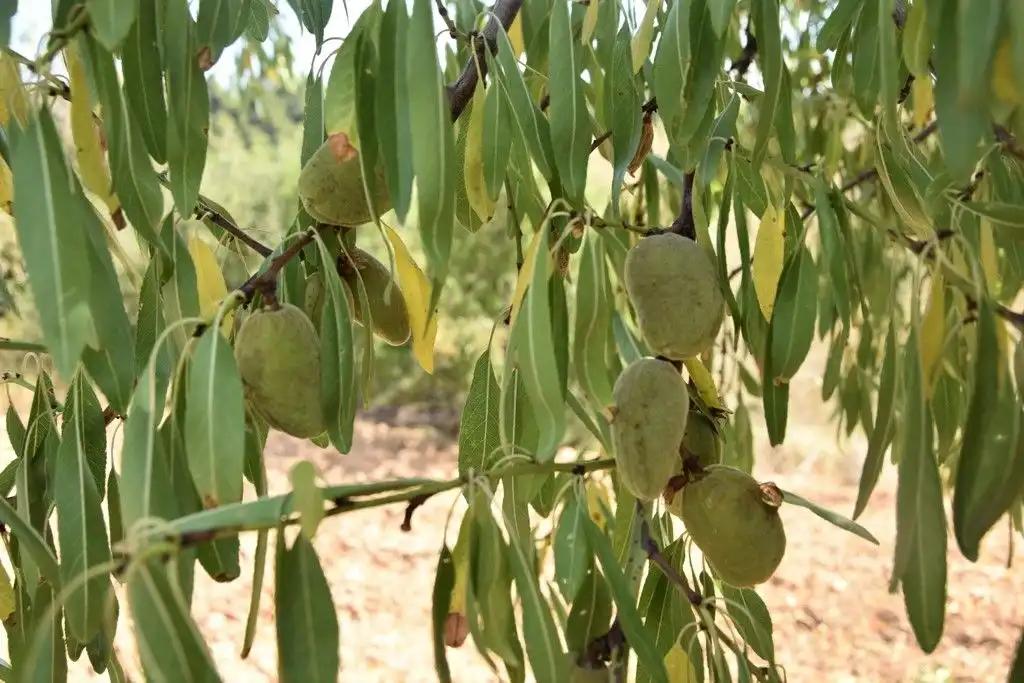 Parcela en Venta en Cretas