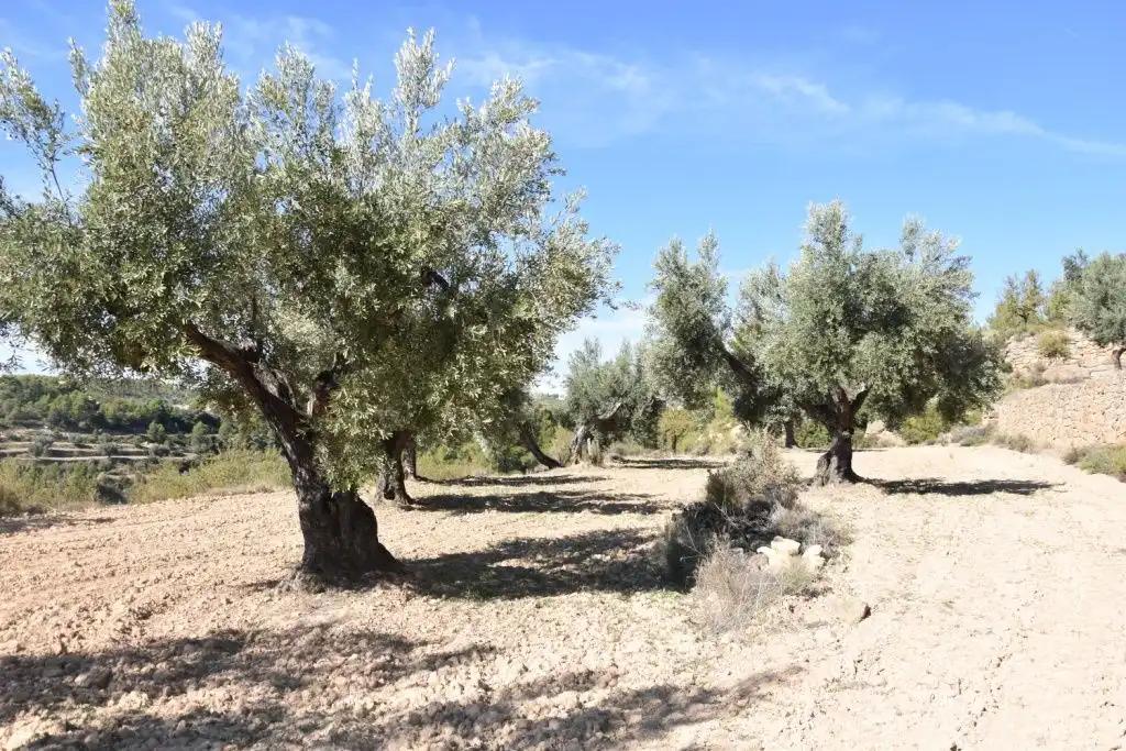 Finca en Venta en Valderrobres