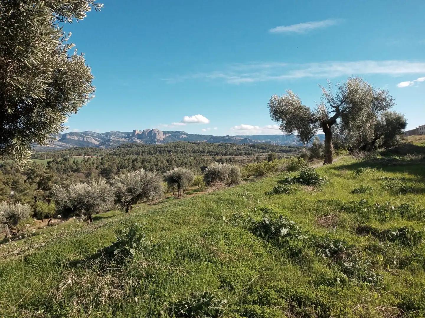 Parcela en Venta en Lledó