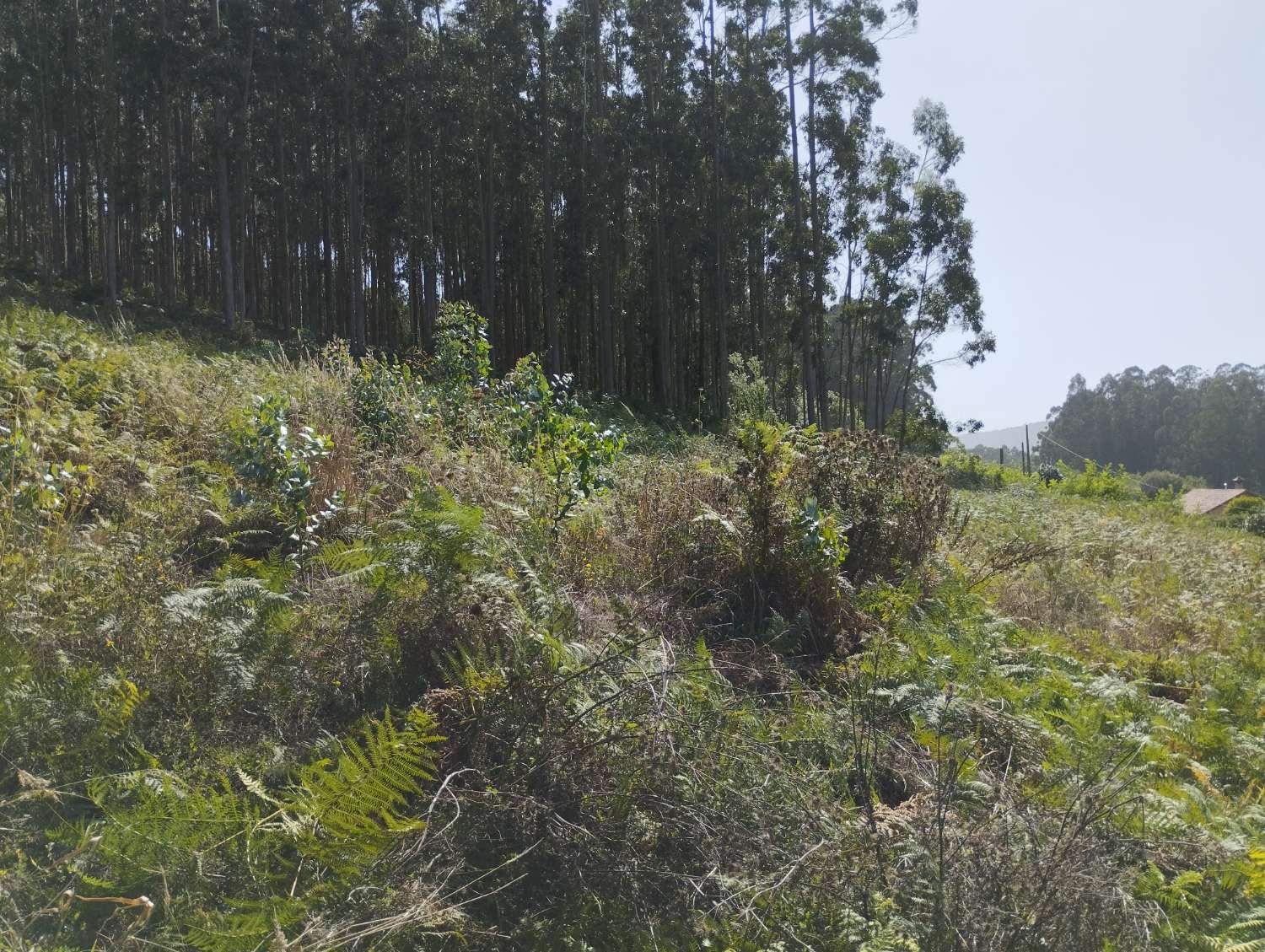 Building Site for Sale in Valdoviño