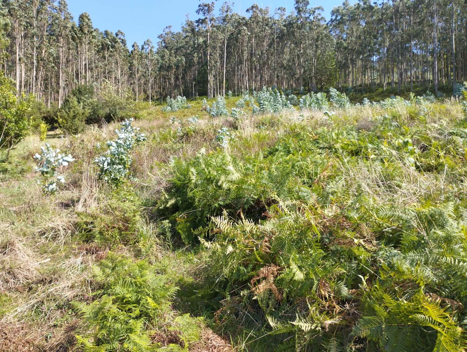 Building Site for Sale in Valdoviño