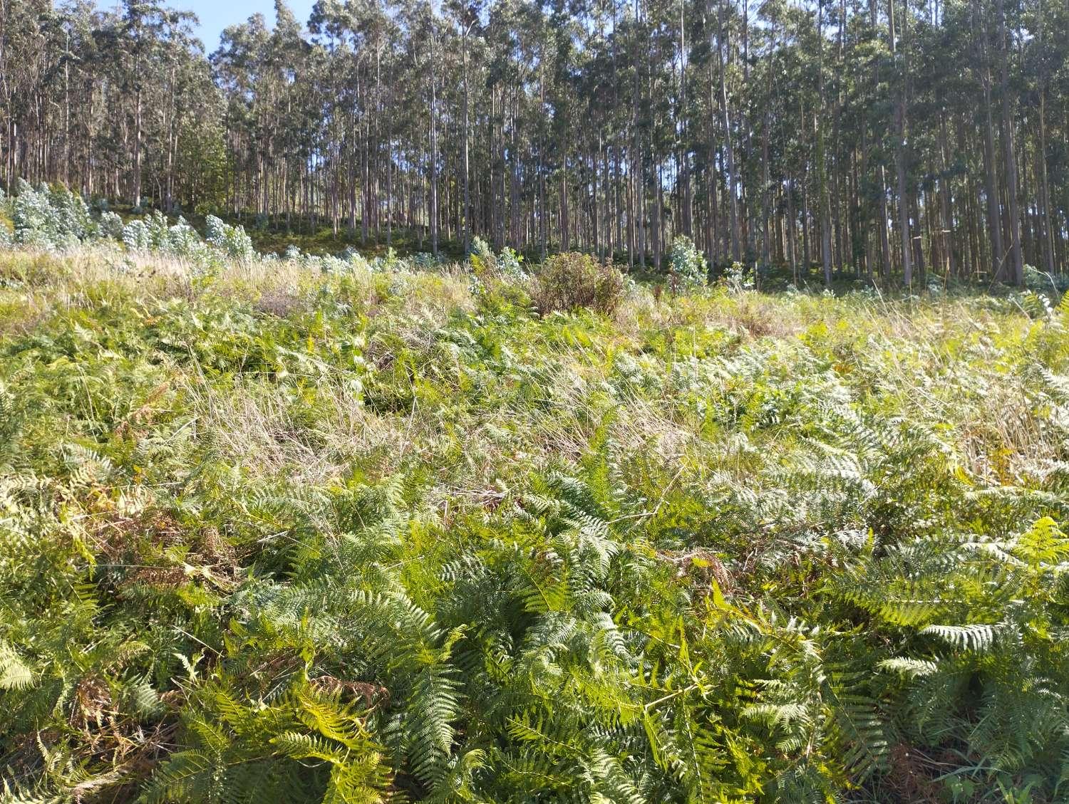 Building Site for Sale in Valdoviño