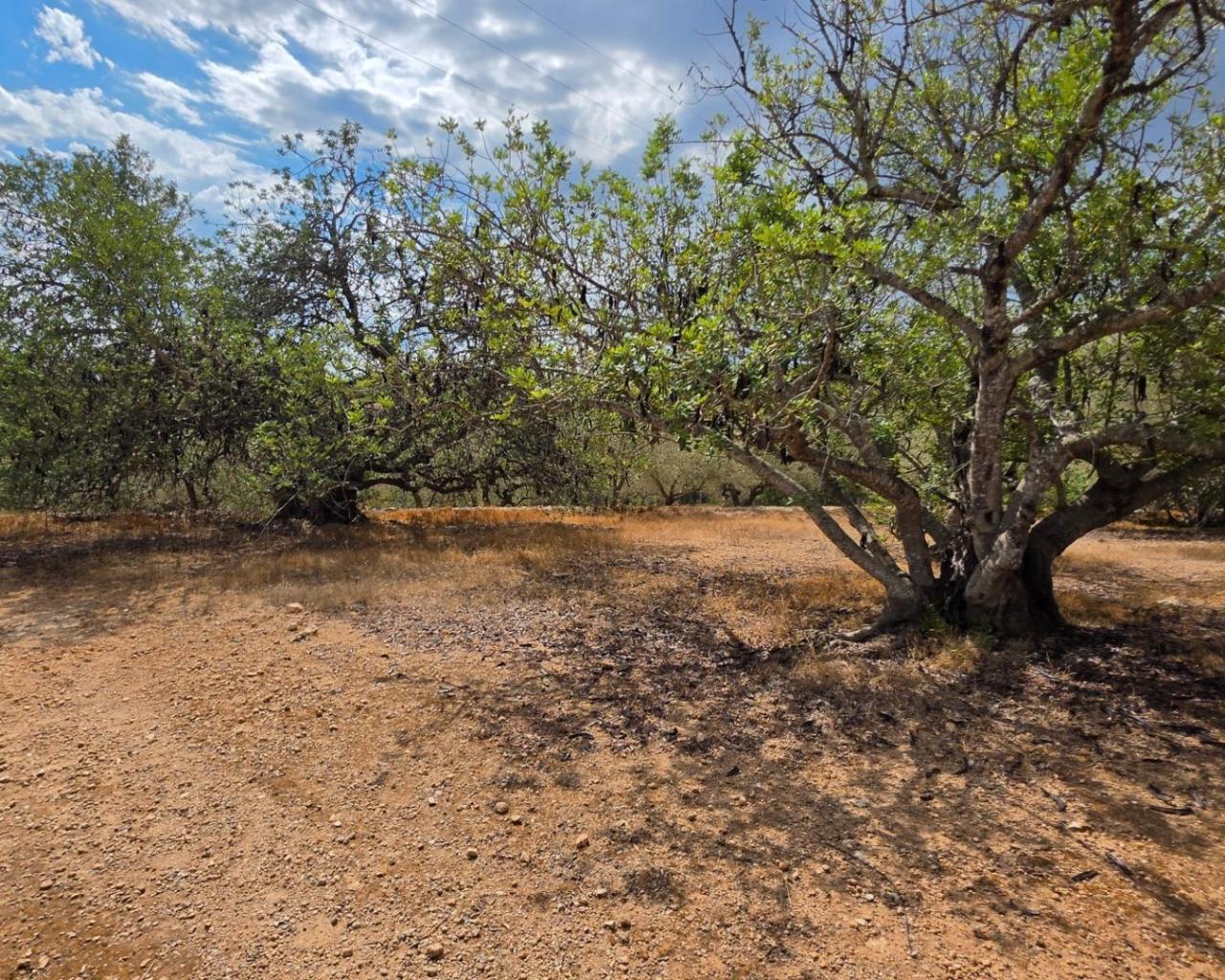 Finca en Venta en El Perelló