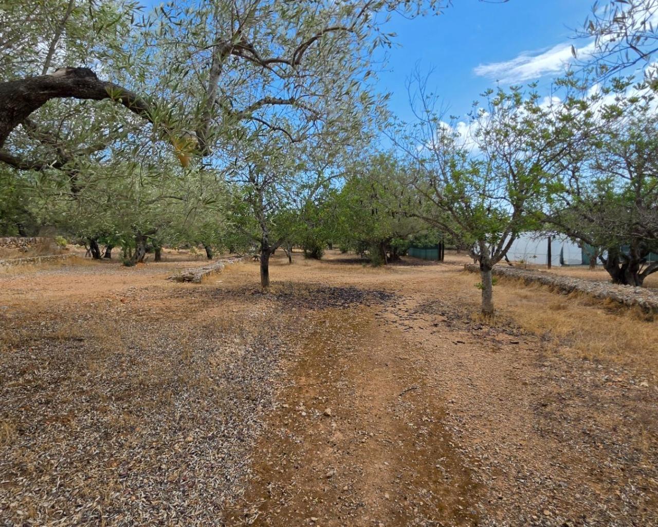 Finca en Venta en El Perelló