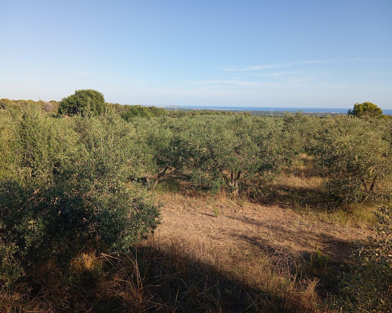 Plot for Sale in Vilanova d'Escornalbou