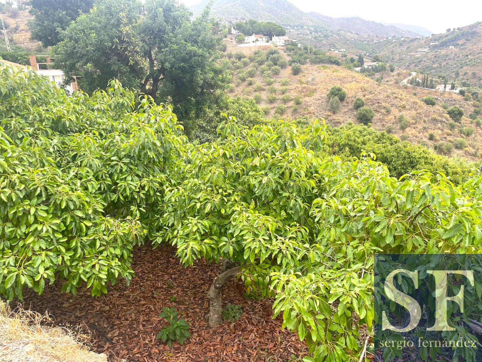 Villa for Sale in Cómpeta