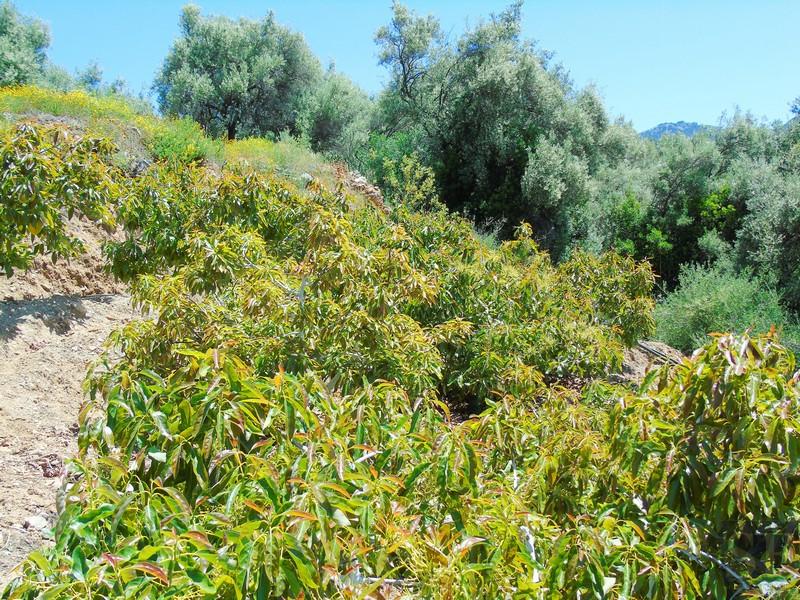 House for Sale in Canillas de Albaida