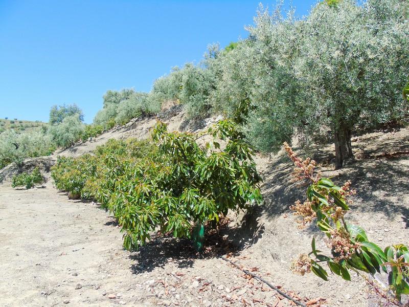 House for Sale in Canillas de Albaida