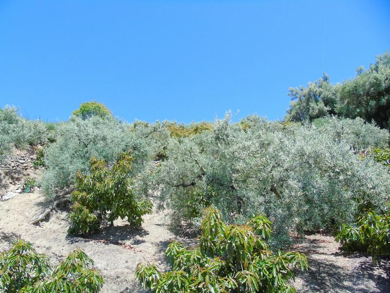 House for Sale in Canillas de Albaida