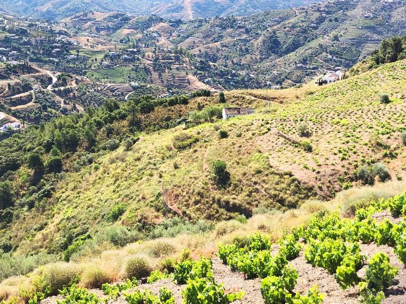 Plot for Sale in Cómpeta
