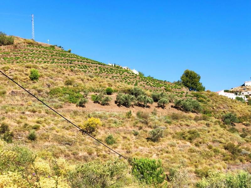 Plot for Sale in Cómpeta