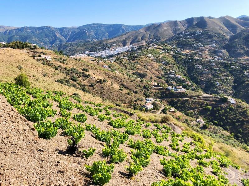 Plot for Sale in Cómpeta