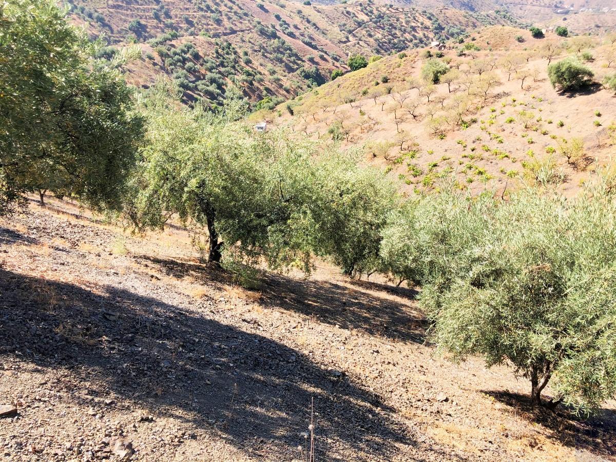 Plot for Sale in Sedella