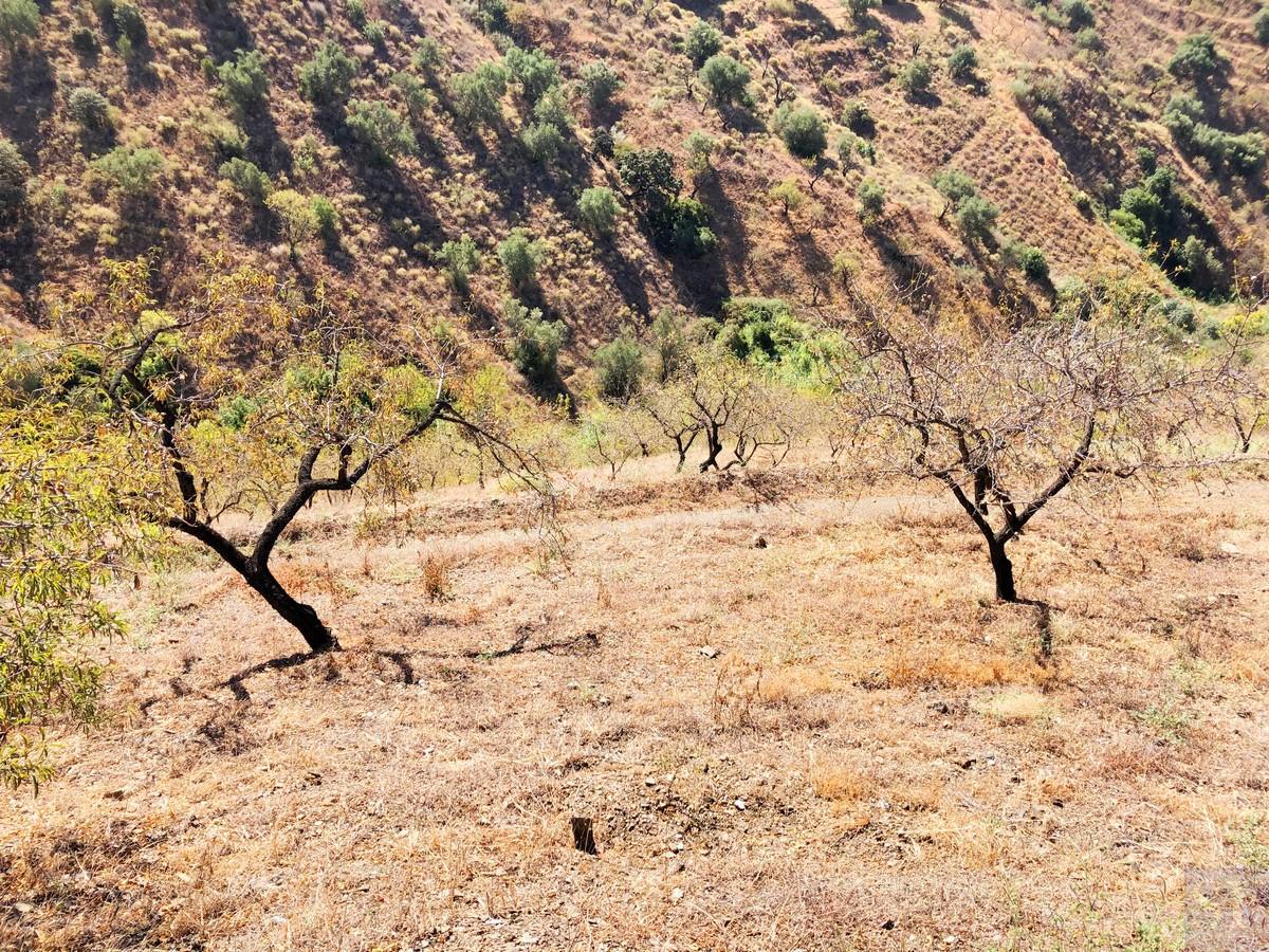 Plot for Sale in Sedella