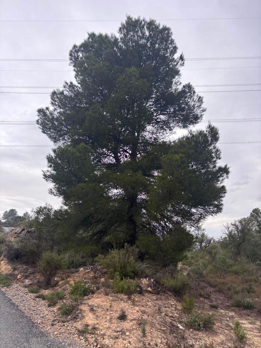 Building Site for Sale in Ascó