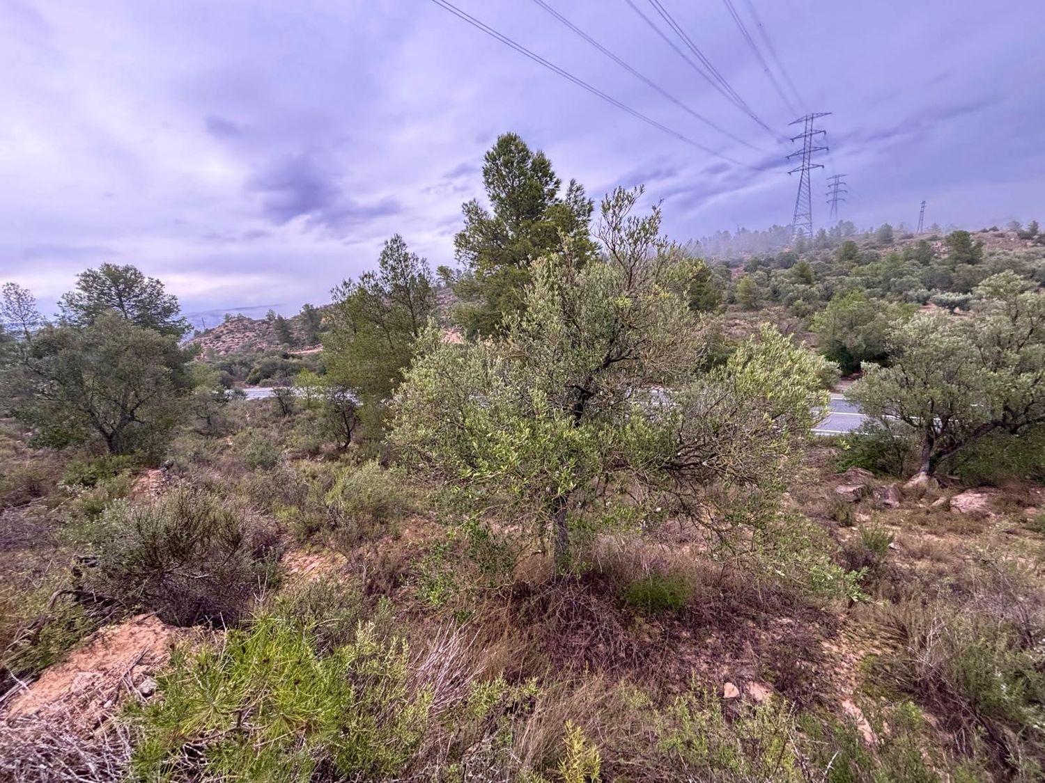Building Site for Sale in Ascó