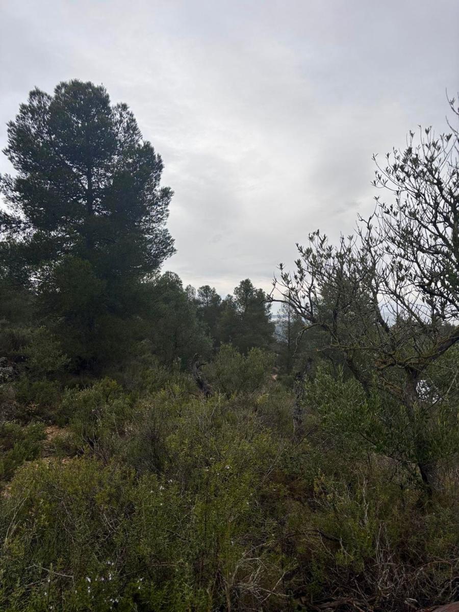 Building Site for Sale in Ascó