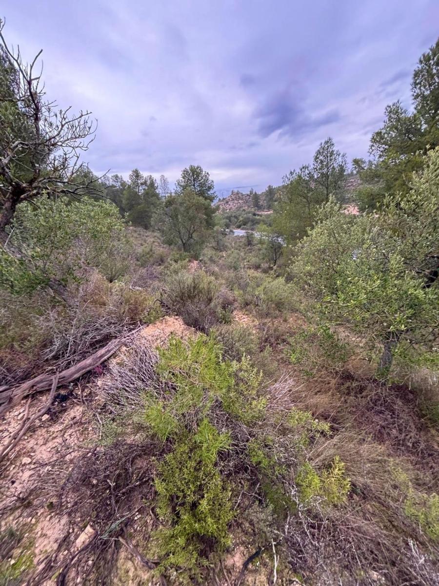 Building Site for Sale in Ascó