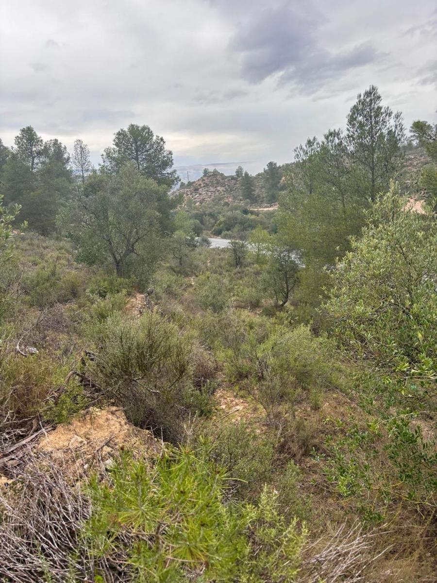 Building Site for Sale in Ascó