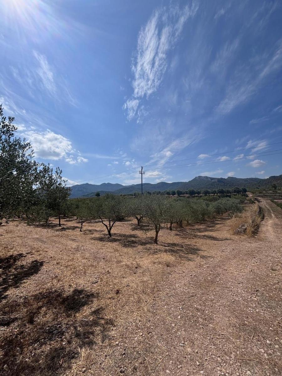 Building Site for Sale in Tivissa