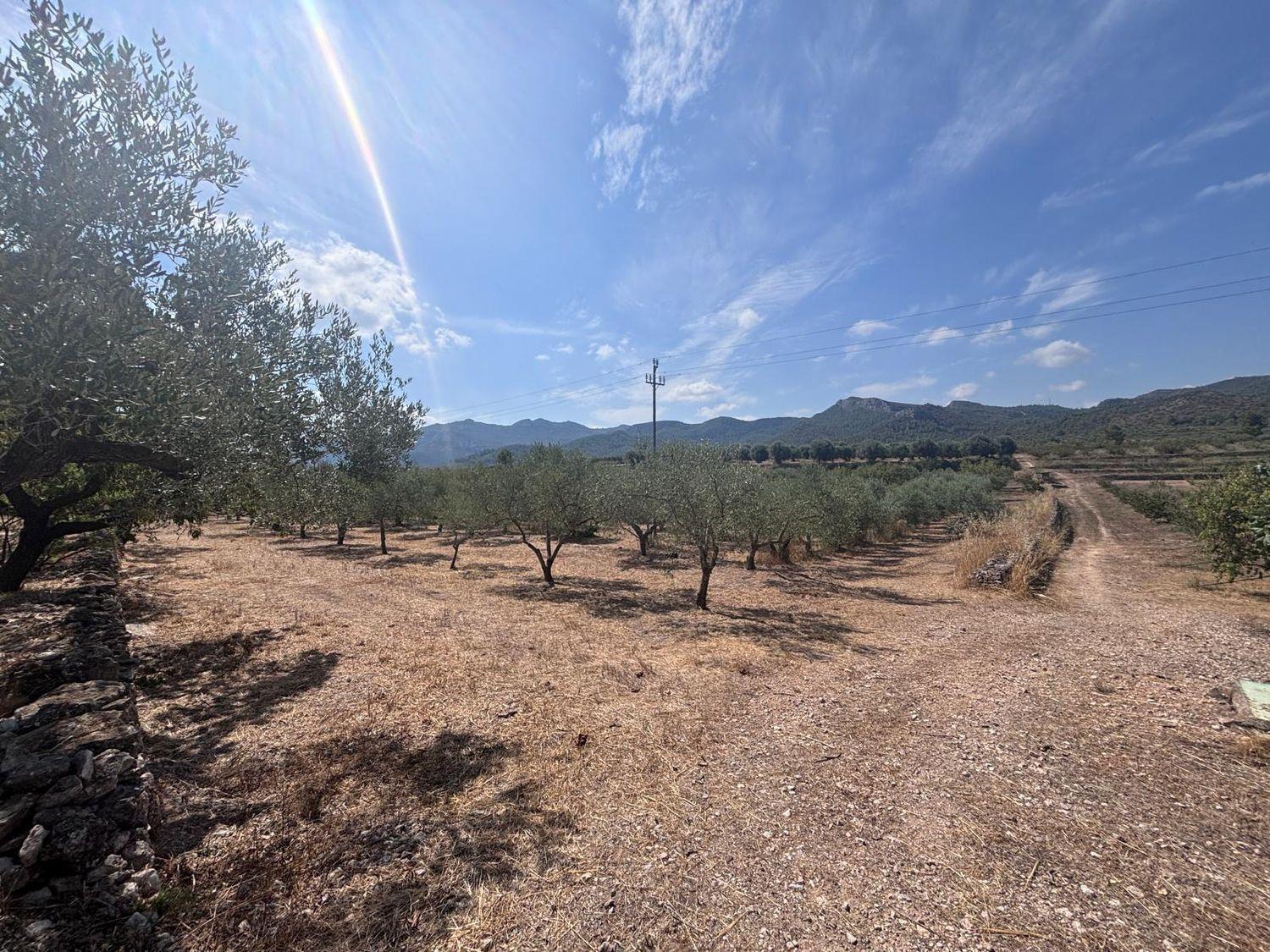 Building Site for Sale in Tivissa