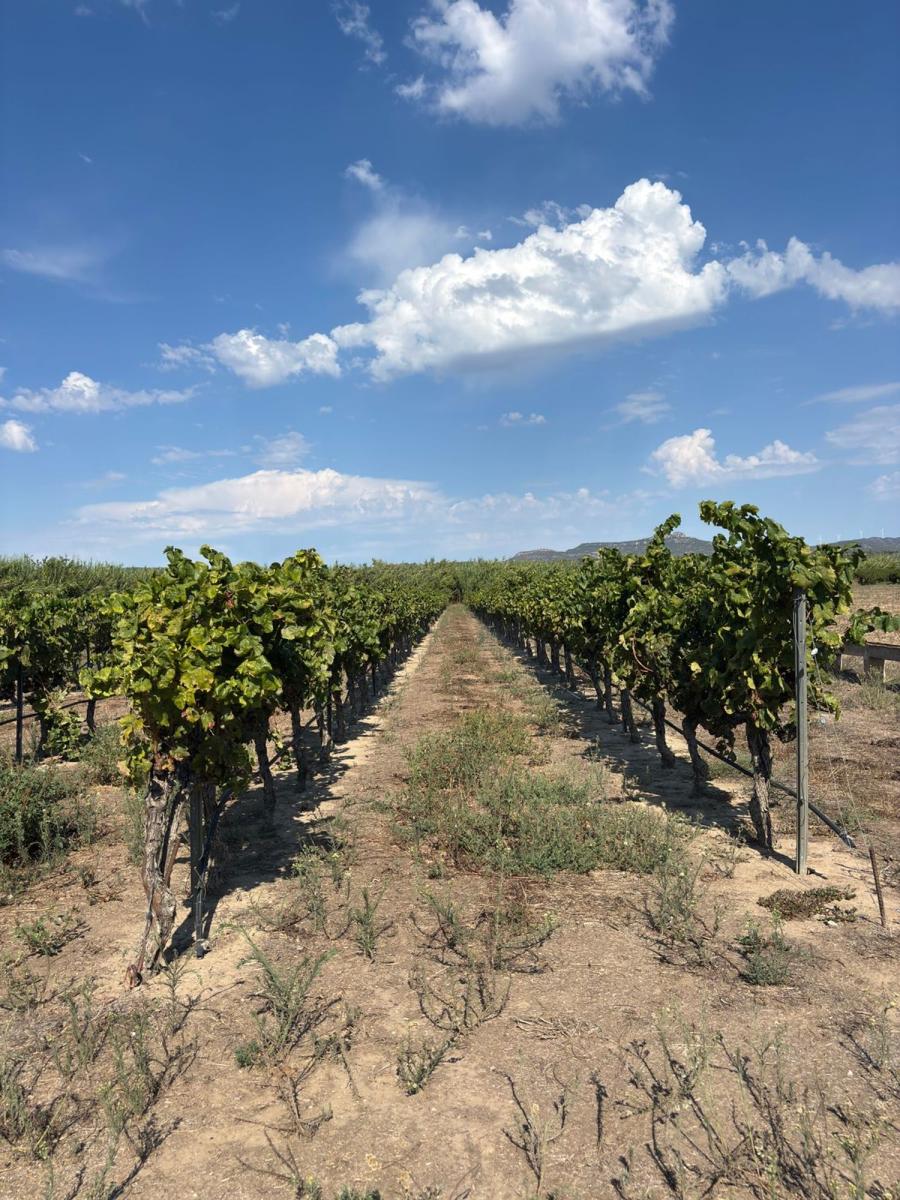 Building Site for Sale in Ginestar