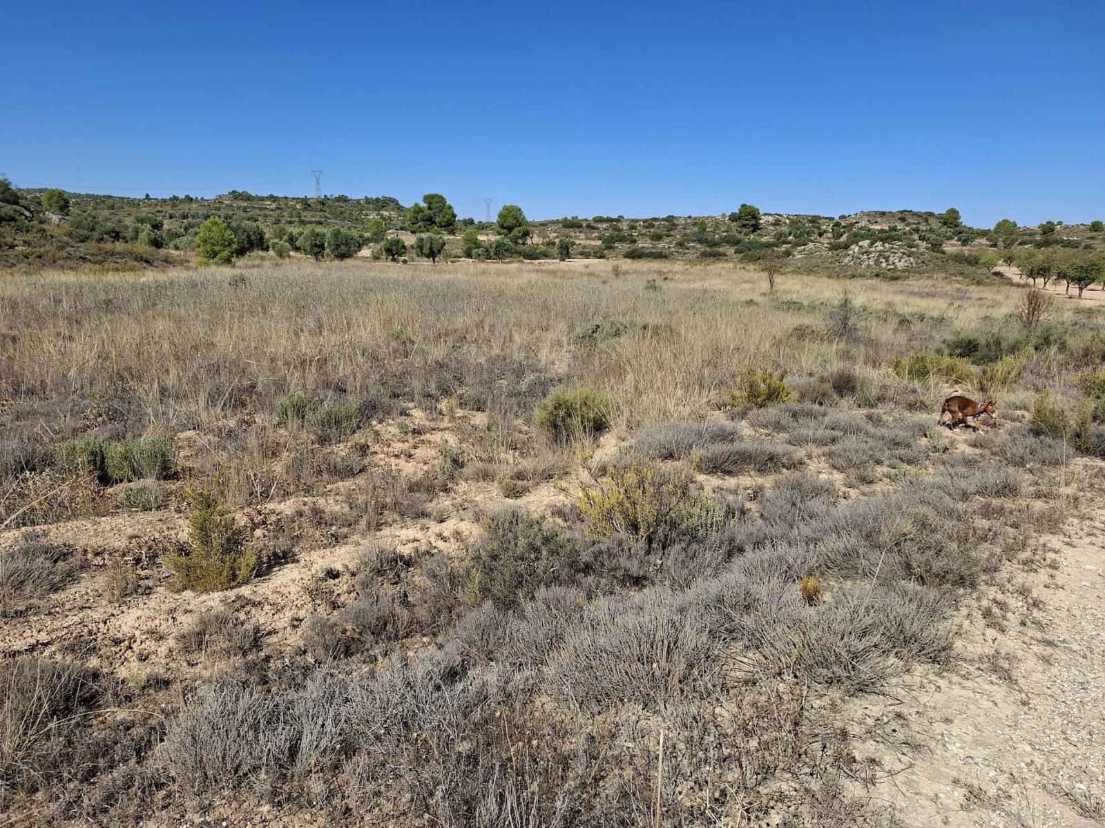 Finca en Venta en Maella