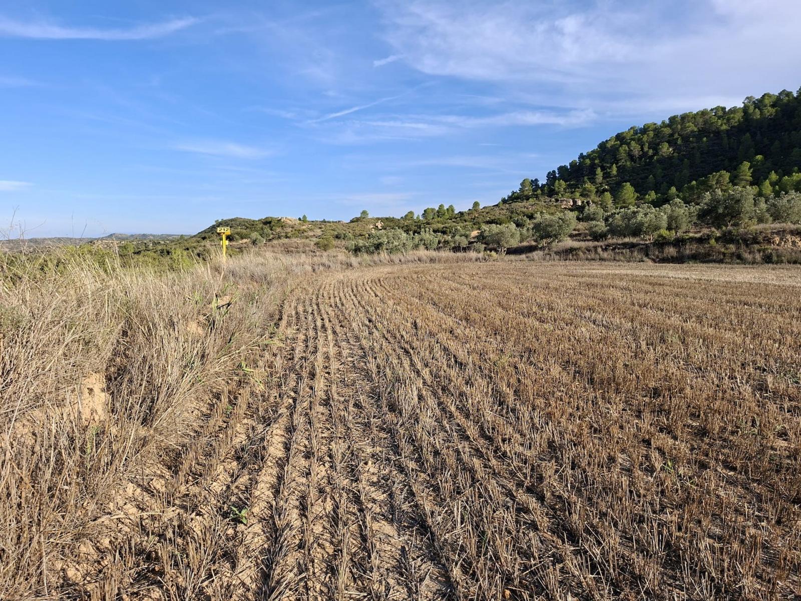 Finca en Venta en Maella