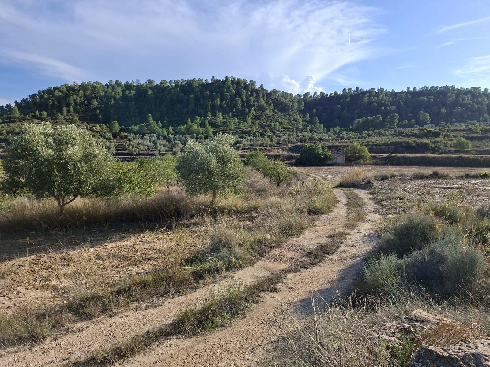 Finca en Venta en Maella