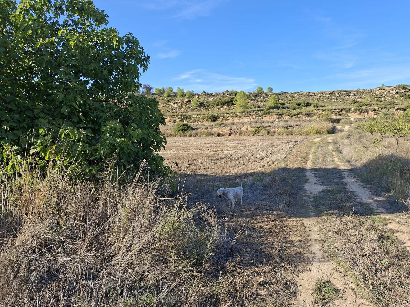 Finca en Venta en Maella