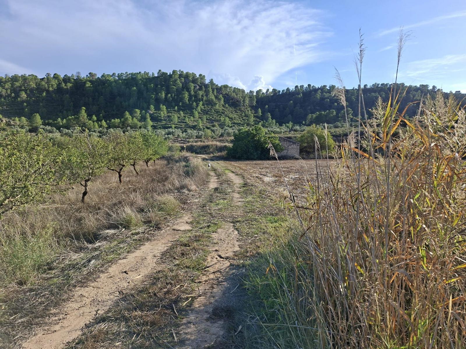 Finca en Venta en Maella