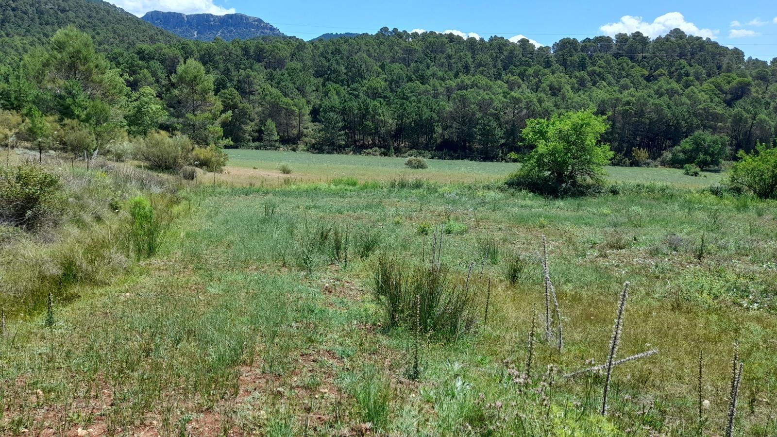 Finca en Venta en Siles