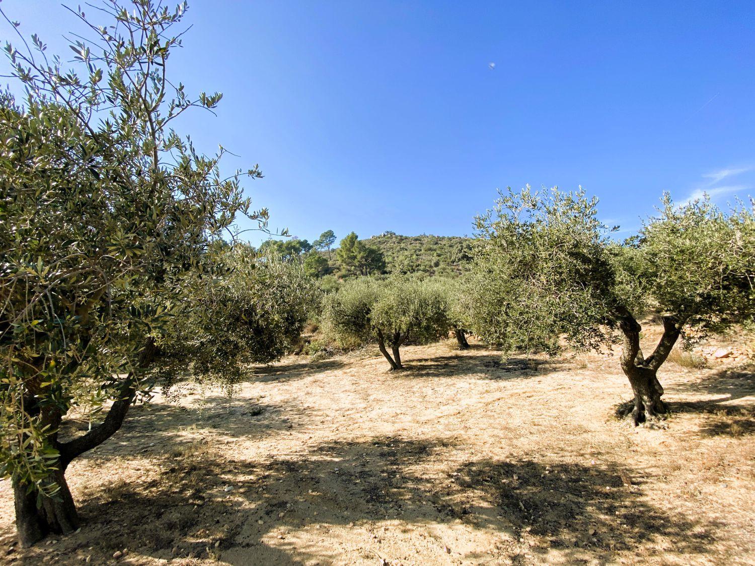 Finca en Venta en Les Borges del Camp